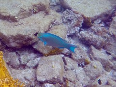 Queen Parrotfish (12